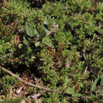 Hovea heterophylla (Common Hovea) at Dry Plain, NSW - 14 Mar 2022 by AndyRoo