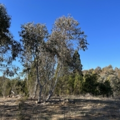 Eucalyptus pauciflora subsp. pauciflora (White Sally, Snow Gum) at Greenway, ACT - 6 Jul 2023 by dwise