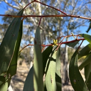 Eucalyptus pauciflora subsp. pauciflora at Greenway, ACT - 6 Jul 2023