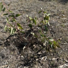 Eucalyptus pauciflora subsp. pauciflora at Greenway, ACT - 6 Jul 2023