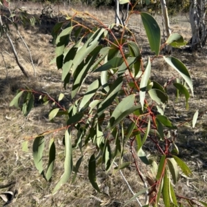 Eucalyptus pauciflora subsp. pauciflora at Greenway, ACT - 6 Jul 2023