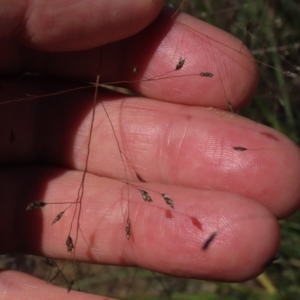 Eragrostis trachycarpa at Dry Plain, NSW - 14 Mar 2022