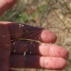 Eragrostis trachycarpa at Dry Plain, NSW - 14 Mar 2022