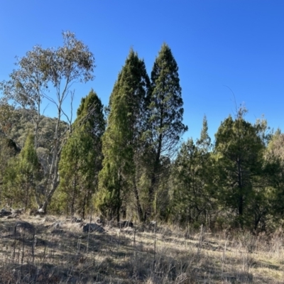 Callitris endlicheri (Black Cypress Pine) at Greenway, ACT - 6 Jul 2023 by dwise
