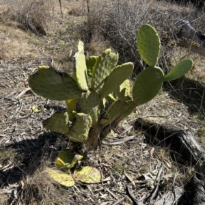 Opuntia sp. at Greenway, ACT - 6 Jul 2023 12:41 PM