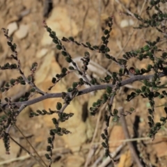 Bossiaea buxifolia (Matted Bossiaea) at Dry Plain, NSW - 14 Mar 2022 by AndyRoo