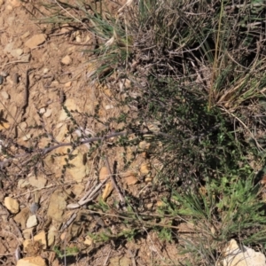 Bossiaea buxifolia at Dry Plain, NSW - 14 Mar 2022