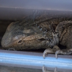 Pogona barbata (Eastern Bearded Dragon) at Duffy, ACT - 5 Jul 2023 by patrickcox