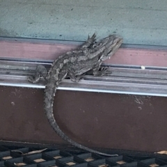 Pogona barbata at Duffy, ACT - suppressed