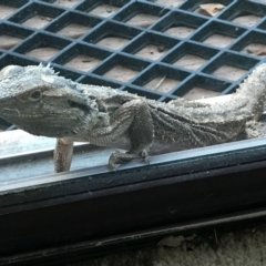 Pogona barbata at Duffy, ACT - suppressed