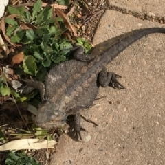Pogona barbata at Duffy, ACT - suppressed