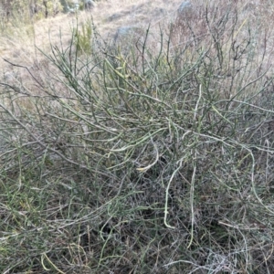 Discaria pubescens at Paddys River, ACT - 6 Jul 2023