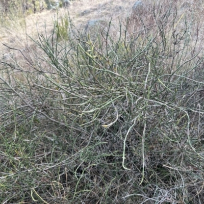 Discaria pubescens (Australian Anchor Plant) at Point Hut to Tharwa - 6 Jul 2023 by dwise