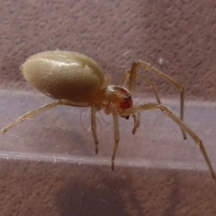 Clubionidae (family) (Sac Spider) at Narrabundah, ACT - 5 Jul 2023 by RobParnell