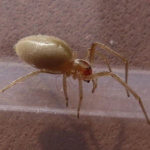 Clubionidae (family) at Narrabundah, ACT - 5 Jul 2023 07:08 PM