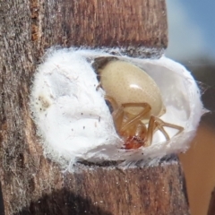 Clubionidae (family) at Narrabundah, ACT - 5 Jul 2023 07:08 PM