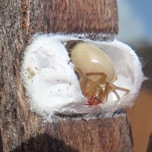 Clubionidae (family) at Narrabundah, ACT - 5 Jul 2023 07:08 PM