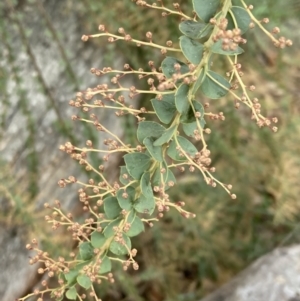 Acacia pravissima at Fadden, ACT - 4 Jul 2023 12:28 PM