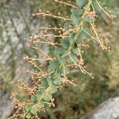 Acacia pravissima (Wedge-leaved Wattle, Ovens Wattle) at Wanniassa Hill - 4 Jul 2023 by AnneG1