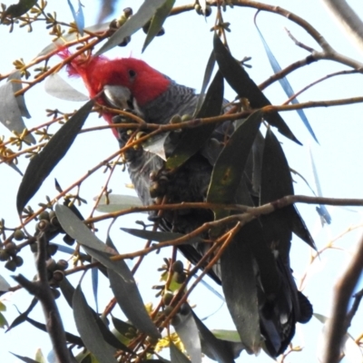 Callocephalon fimbriatum (Gang-gang Cockatoo) at Namadgi National Park - 5 Jul 2023 by JohnBundock