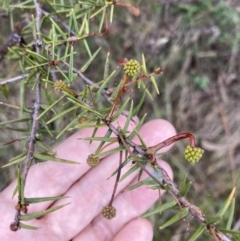 Acacia ulicifolia (Prickly Moses) at Wanniassa Hill - 4 Jul 2023 by AnneG1