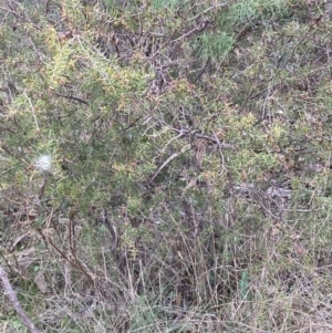 Acacia ulicifolia at Fadden, ACT - 4 Jul 2023 12:03 PM