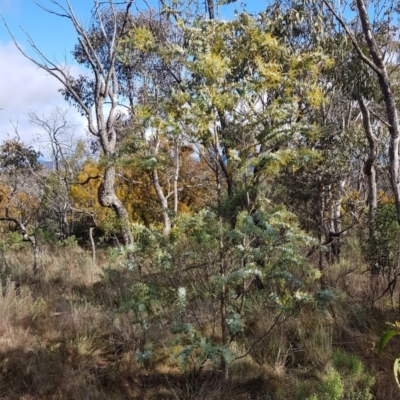 Acacia baileyana (Cootamundra Wattle, Golden Mimosa) at Watson, ACT - 5 Jul 2023 by HappyWanderer
