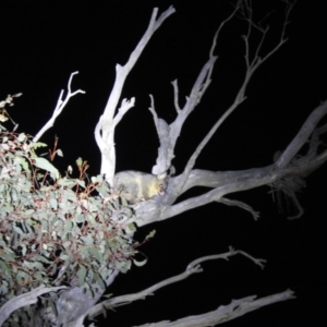 Trichosurus vulpecula at Stromlo, ACT - 6 Jul 2023 09:17 PM