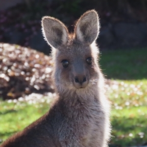 Macropus giganteus at Macarthur, ACT - 6 Jul 2023