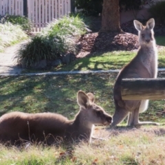 Macropus giganteus at Macarthur, ACT - 6 Jul 2023