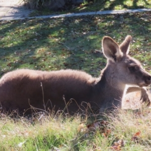 Macropus giganteus at Macarthur, ACT - 6 Jul 2023