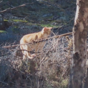 Felis catus at Gordon, ACT - 6 Jul 2023 12:47 PM