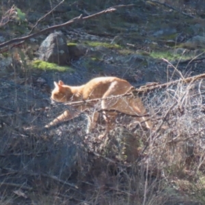 Felis catus at Gordon, ACT - 6 Jul 2023 12:47 PM