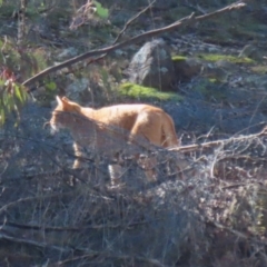 Felis catus at Gordon, ACT - 6 Jul 2023 12:47 PM