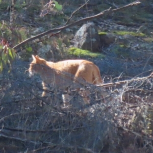 Felis catus at Gordon, ACT - 6 Jul 2023 12:47 PM