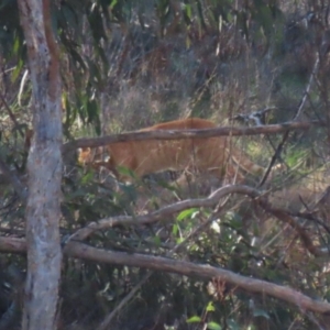 Felis catus at Gordon, ACT - 6 Jul 2023 12:47 PM