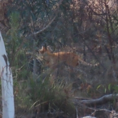 Felis catus at Gordon, ACT - 6 Jul 2023 12:47 PM