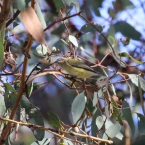 Smicrornis brevirostris at Gordon, ACT - 6 Jul 2023 12:52 PM
