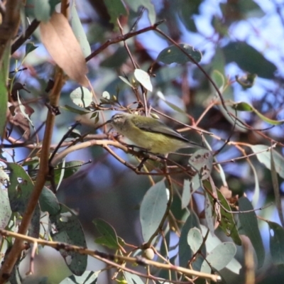 Smicrornis brevirostris (Weebill) at Gordon, ACT - 6 Jul 2023 by RodDeb