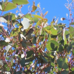 Smicrornis brevirostris at Gordon, ACT - 6 Jul 2023