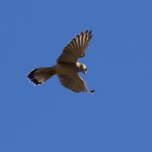 Falco cenchroides at Bonython, ACT - 6 Jul 2023 12:46 PM