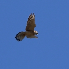 Falco cenchroides at Bonython, ACT - 6 Jul 2023 12:46 PM