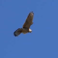 Falco cenchroides at Bonython, ACT - 6 Jul 2023