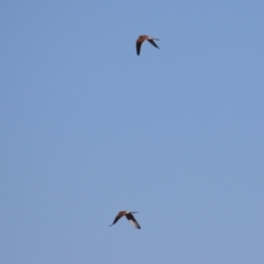 Falco cenchroides at Bonython, ACT - 6 Jul 2023