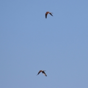 Falco cenchroides at Bonython, ACT - 6 Jul 2023 12:46 PM