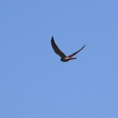 Falco cenchroides at Bonython, ACT - 6 Jul 2023