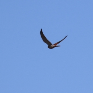 Falco cenchroides at Bonython, ACT - 6 Jul 2023 12:46 PM