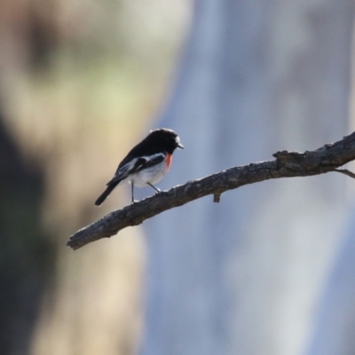 Petroica boodang (Scarlet Robin) at Gordon, ACT - 6 Jul 2023 by RodDeb