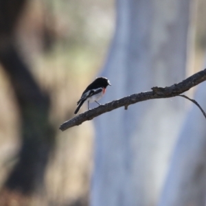 Petroica boodang at Gordon, ACT - 6 Jul 2023 12:31 PM