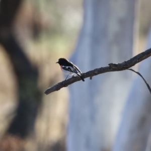 Petroica boodang at Gordon, ACT - 6 Jul 2023 12:31 PM
